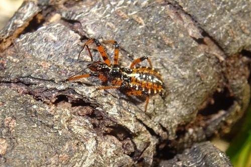 Réf. 289 018 : Rhynocoris (erythropus)